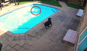 プールで溺れている親友を助けるため駆けつけたワンコ。34分にも及ぶ懸命の救出劇に感動！