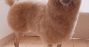 夏に向けて『羊カット』にしたトイプードルの姿が話題に！「アルパカにも見えた(笑)」