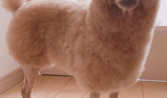 夏に向けて『羊カット』にしたトイプードルの姿が話題に!「アルパカにも見えた(笑)」