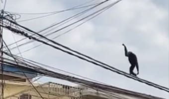 ジャック・スパロウみたい!電線をスイスイ進むテナガザルの身体能力がスゴすぎる!