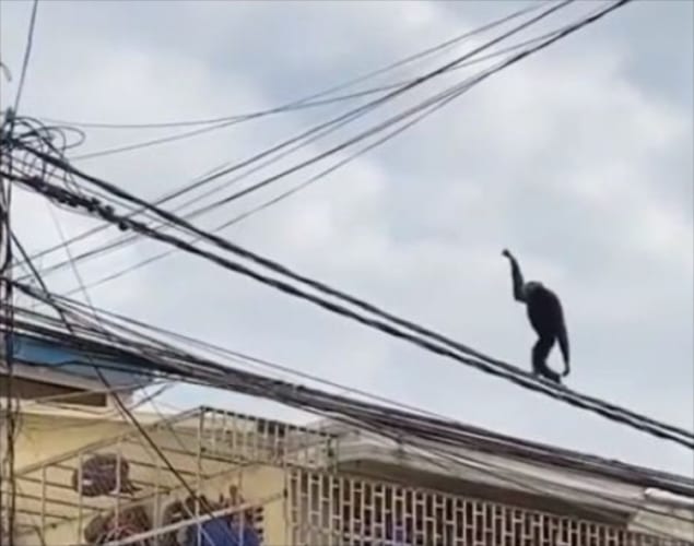 ジャック・スパロウみたい！電線をスイスイ進むテナガザルの身体能力がスゴすぎる！