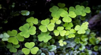 「カタバミ」と「クローバー」の違いは？「シロツメクサ」とも別物なの？