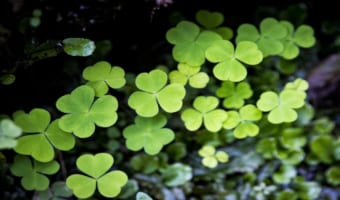 「カタバミ」と「クローバー」の違いは？「シロツメクサ」とも別物なの？