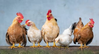 「鶏鳴狗盗」とはどういう意味？ニワトリや犬がどう関係ある言葉？