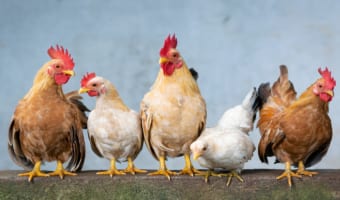 「鶏鳴狗盗」とはどういう意味？ニワトリや犬がどう関係ある言葉？