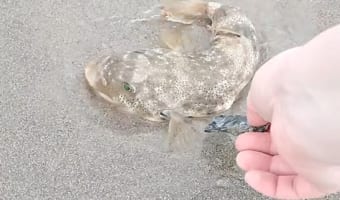 【コロコロ転がし大作戦】砂浜にハマってしまったフグを救出せよ!転がされるフグはいったいどうなる?!