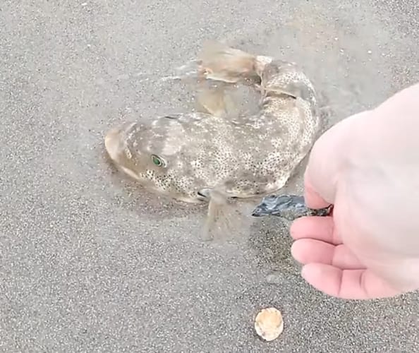 【コロコロ転がし大作戦】砂浜にハマってしまったフグを救出せよ！転がされるフグはいったいどうなる？！