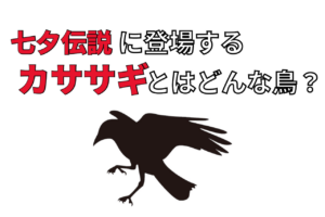 七夕で織姫と彦星を会わせるとされる「カササギ」とはどんな鳥？「カササギの橋」とはいったいなに？
