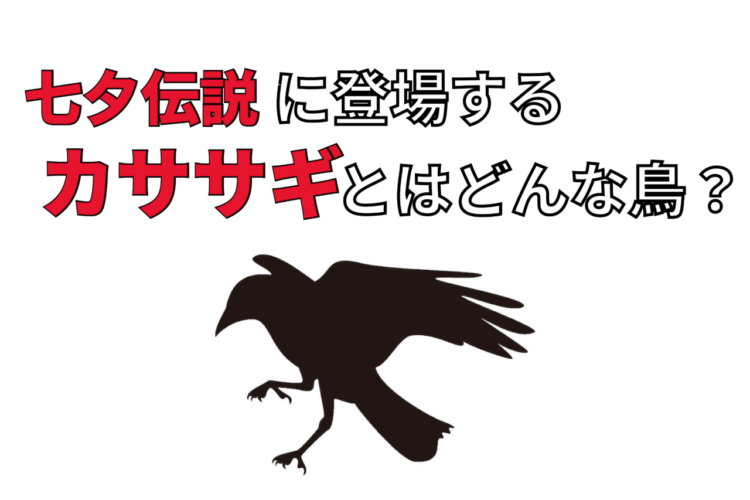 七夕で織姫と彦星を会わせるとされる「カササギ」とはどんな鳥？「カササギの橋」とはいったいなに？
