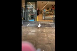 油断も隙もない･･･！スーパーへ入店したカモメが、この後にとった行動が賢すぎる！