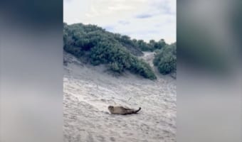 砂丘をゴロンゴロン転がり落ちて、はしゃぐアザラシがとってもかわいい！！