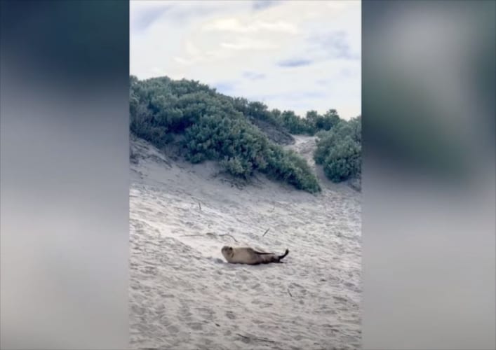 砂丘をゴロンゴロン転がり落ちて、はしゃぐアザラシがとってもかわいい！！