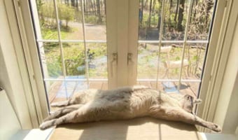 テーブルの上でも橋の上でも・・・(笑) 色々な場所で「ダイナミックな日向ぼっこ」をするニャンコの姿がたまらない!!