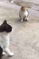 【そっちに伸びるの？！】「もうじき二足歩行しそうですね」体がギュイーーーン！と伸びるニャンコが面白い！！