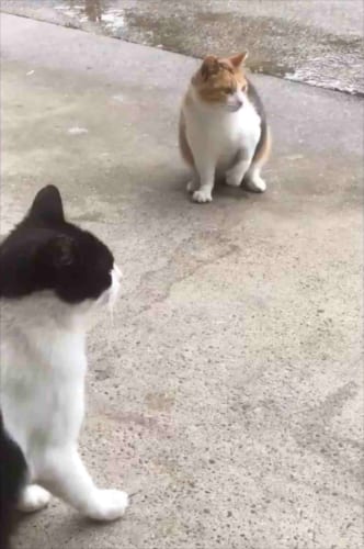 【そっちに伸びるの？！】「もうじき二足歩行しそうですね」体がギュイーーーン！と伸びるニャンコが面白い！！