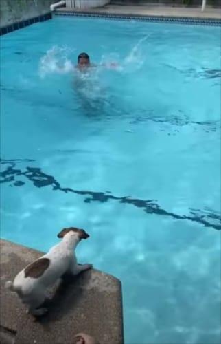 【感動】助けるんだワン！プールで溺れている飼い主さんを救助するため、ワンコがとった行動とは？！