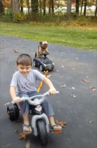 楽しいんだワン♪子どもにけん引されてオモチャの車を乗りこなすワンコがかわいすぎる！