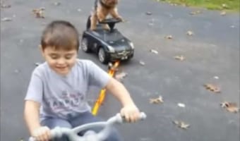 楽しいんだワン♪子どもにけん引されてオモチャの車を乗りこなすワンコがかわいすぎる！