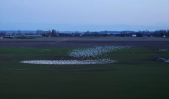 空をキャンバスに織りなすアート！ドローンで撮影したガチョウの群れのフォーメーションが芸術的！