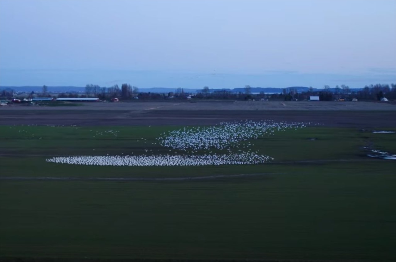 空をキャンバスに織りなすアート！ドローンで撮影したガチョウの群れのフォーメーションが芸術的！