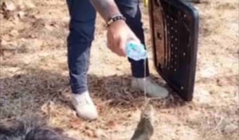 【やさしい世界】住宅街で捕獲されたキングコブラ。野生に戻す前の救助隊の行動に感動