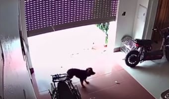 【恐怖の瞬間】シャッターにつながれていたワンコ、シャッターが開いてなんと宙吊りに！絶体絶命のピンチに･･･