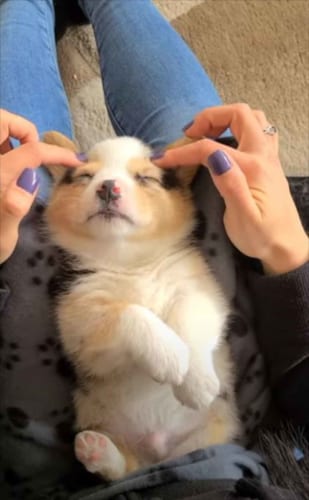 顔をマッサージされながら眠りにつくのが大好きな子犬が・・・かわいすぎる！