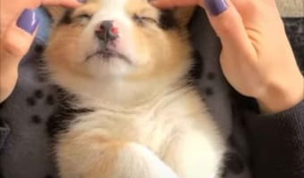 顔をマッサージされながら眠りにつくのが大好きな子犬が・・・かわいすぎる!