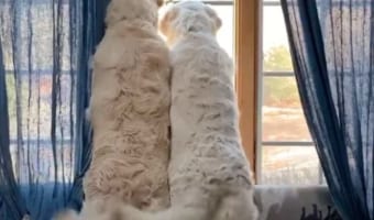 大好きな飼い主さんが帰宅して大興奮!そろって尻尾を振る姿が微笑ましい
