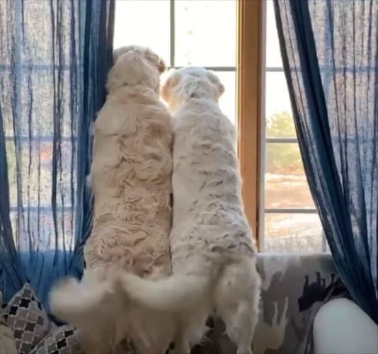 大好きな飼い主さんが帰宅して大興奮！そろって尻尾を振る姿が微笑ましい