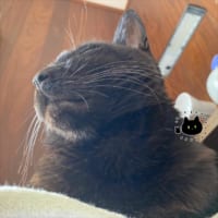 ニャンコに枕をうばわれた？それは新しい幸福な世界が見られるチャンスなのかもしれない