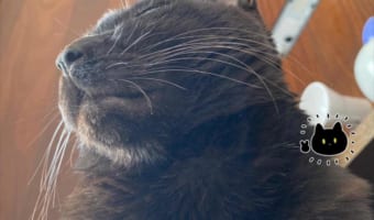 ニャンコに枕をうばわれた？それは新しい幸福な世界が見られるチャンスなのかもしれない