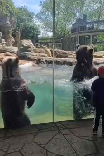 波を立てながら陽気に踊るクマたちが楽しそう♪伸び上がると・・・やっぱりデカい！