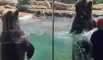 波を立てながら陽気に踊るクマたちが楽しそう♪伸び上がると・・・やっぱりデカい!