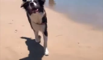 【最高の日】盲目のワンコを初めて海に連れて行った時のリアクションは如何に!?飼い主の心配をよそに・・・