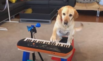 もしや天才ミュージシャン?!さまざまな楽器を巧みに演奏するワンコが話題に!