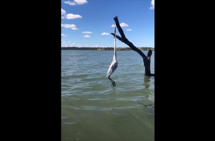 木からぶら下がりピクリとも動かないサギを発見！ボートを寄せて救出を試みる【海外・動画】