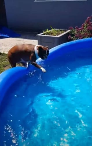 入りたいのに！目の前にあるプールへの飛び込み方がわからないワンコがかわいい