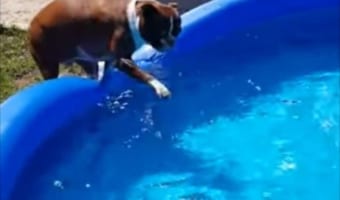 入りたいのに！目の前にあるプールへの飛び込み方がわからないワンコがかわいい