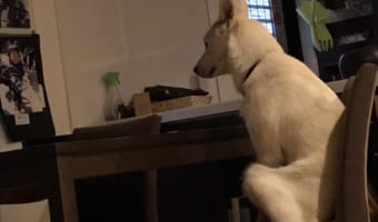 犬の毛皮をかぶったお父さん?!(笑) 朝5時から朝食を待つワンコが話題に!