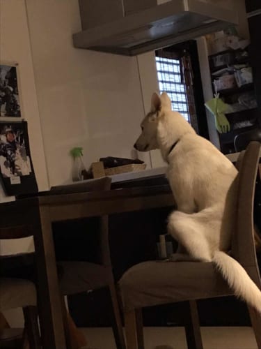 犬の毛皮をかぶったお父さん？！(笑) 朝5時から朝食を待つワンコが話題に！