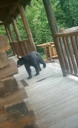 目の前にクマがあらわれた！襲いかかって来る・・・と思いきや、驚きの行動に！