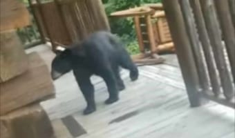 目の前にクマがあらわれた！襲いかかって来る・・・と思いきや、驚きの行動に！