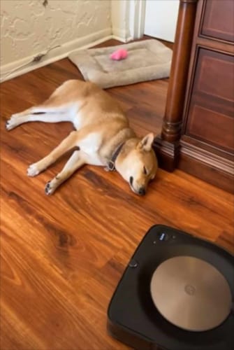 「あの～そこを掃除したいのですが･･･」お掃除ロボットが接近するも、意に介さないワンコが面白い！