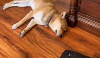 「あの～そこを掃除したいのですが･･･」お掃除ロボットが接近するも、意に介さないワンコが面白い！