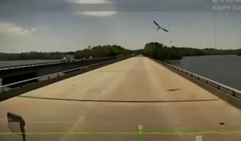 【こんなことある?!】走行中の車に鳥が向かってきたと思ったら・・・衝撃的なハプニングが発生!