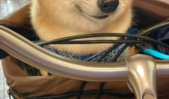 【お察しください】楽しいサイクリングだと思っていたのに・・・全てを物語るペットサロン帰りのその表情・・・