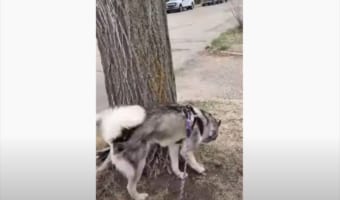 今や散歩中のルーティーンとなったワンコの特技。散歩しながらその特技を連発する姿が笑える