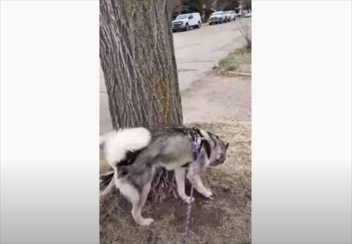 今や散歩中のルーティーンとなったワンコの特技。散歩しながらその特技を連発する姿が笑える