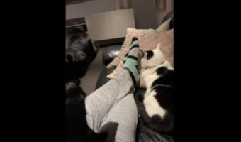 ワンコが「ニャ～」と鳴いた？！それを聞いたニャンコもおもわず「あんた犬じゃないの？」とビックリ